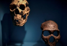 Pacientes graves de Covid-19 possuem gene muito parecido com o de neandertais