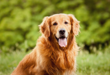 3 lições inesperadas de planejamento financeiro de meu cachorro planejamento cachorro