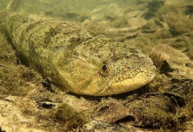 Estudo aponta que incêndios no Pantanal podem prejudicar águas dos rios