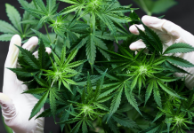 Investidores que apostam US $ 2 bilhões em startups de cannabis como estoques quebram